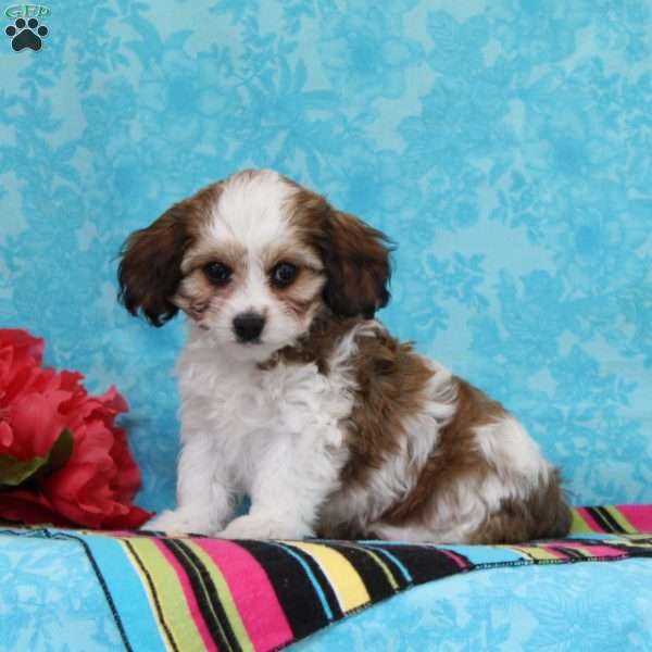 Diamond, Cavachon Puppy